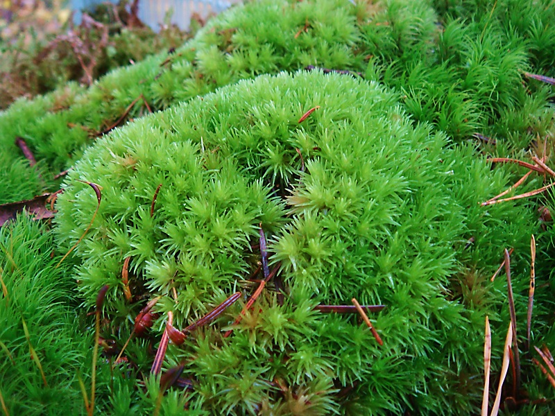 Der Grazer Moosgarten Garten