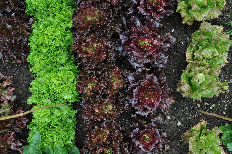 Vielfältig und vitaminreich: Im Bauerngarten wächsen derzeit unterschiedliche Salatsorten. Foto: Uni Graz/Schweiger 