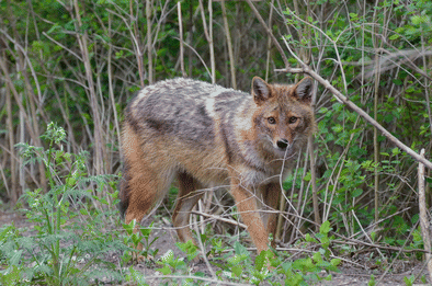 golden jackal 