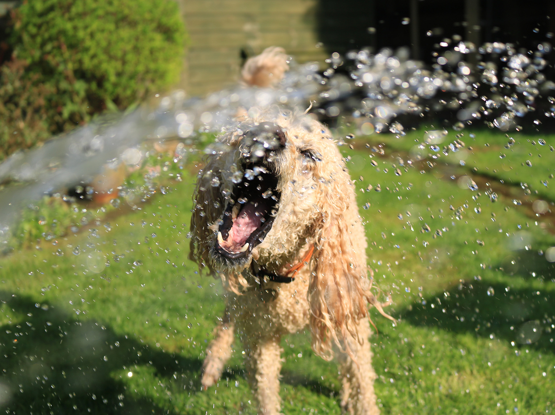 Hund, der sich bei Hitzewelle mit Wasser aus einem Schlauch abkühlt. 