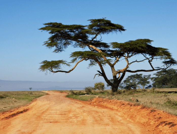 Weg, Baum, Afrika ©Canva