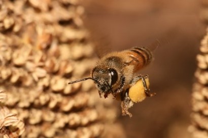 Nahaufnahme einer Biene ©Muhammad Mahdi Karim - commonswiki