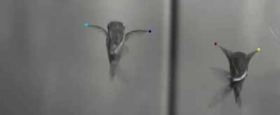 fin tip tracking marbled hatchet fish 