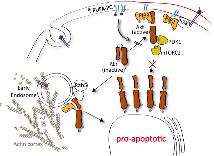 Proapoptotic ©Uni Graz / Köberle