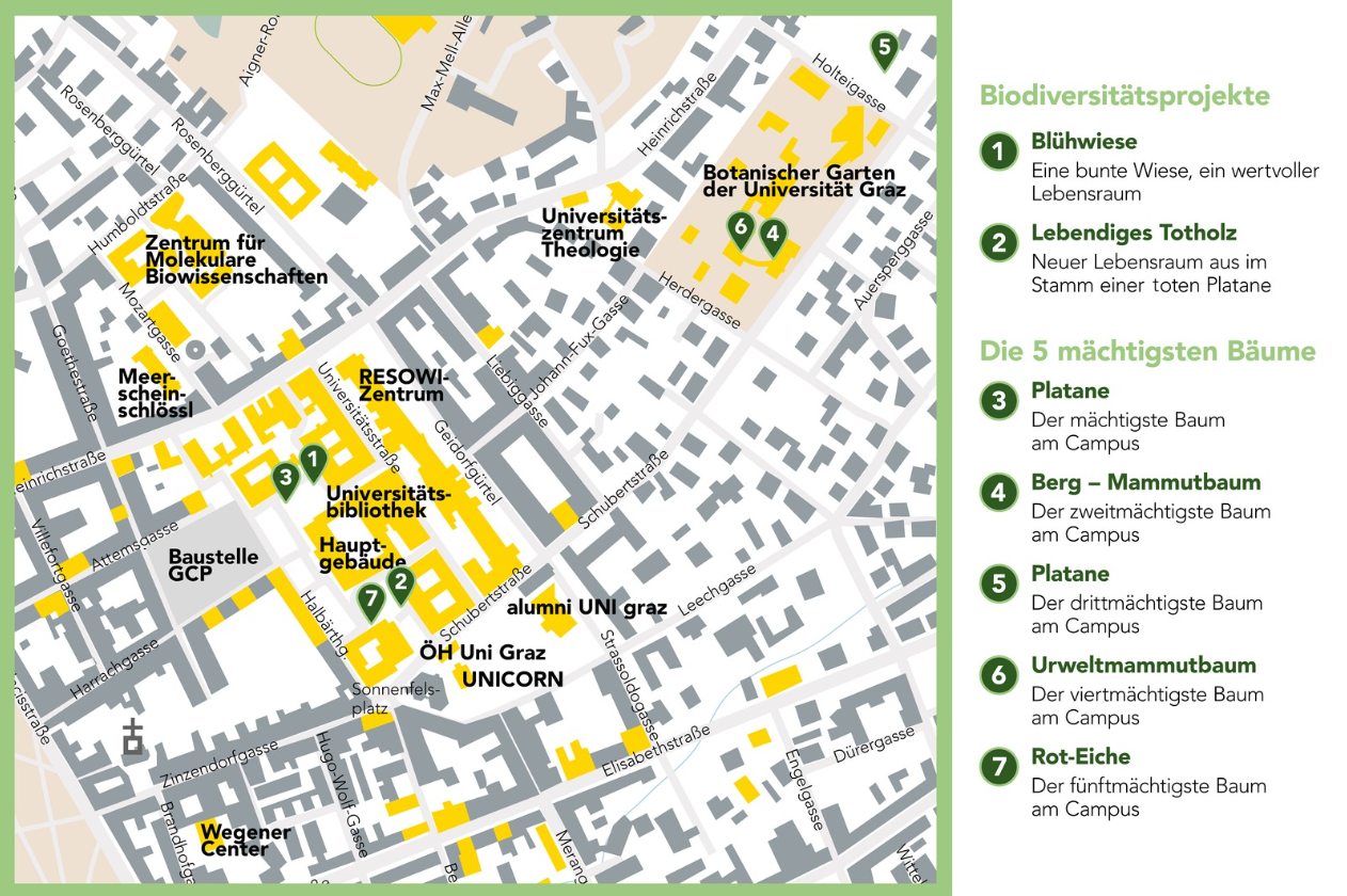 Eine Karte der 5 mächtigsten Bäume am Campus 
