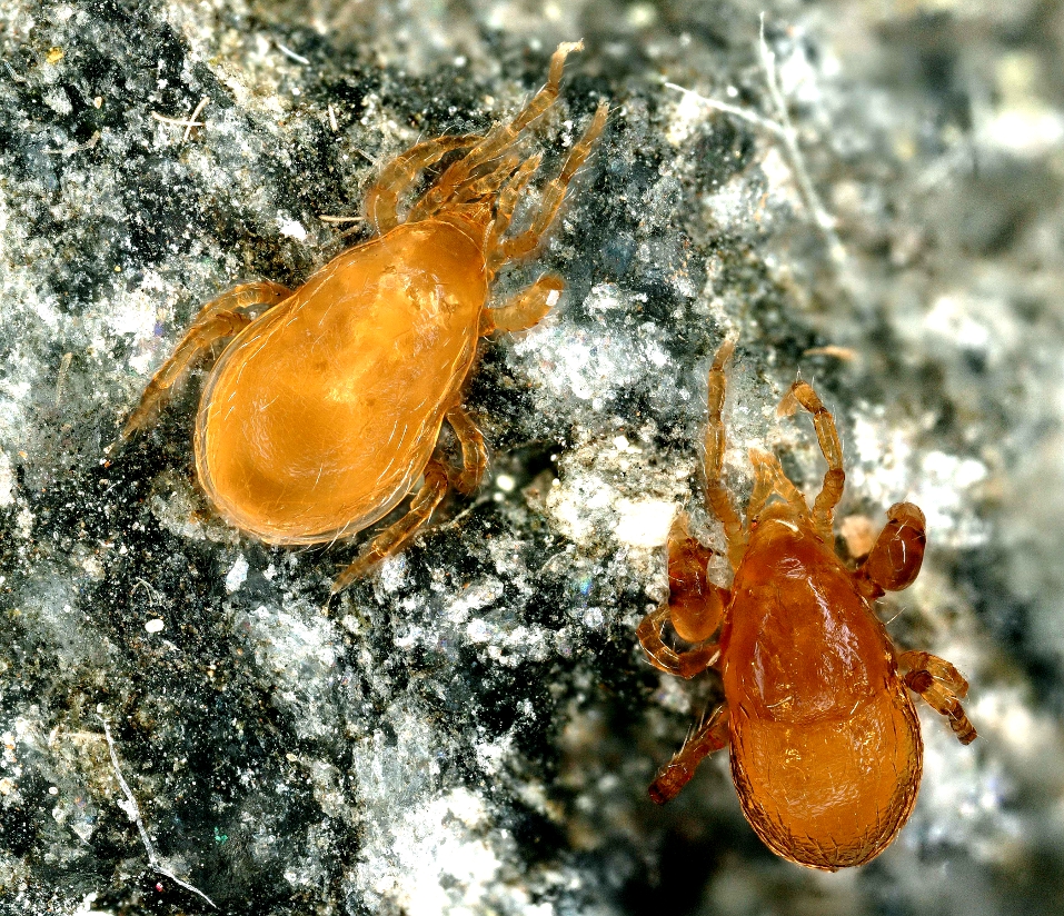 Raubmilben ©unigraz/tobias_pfingstl