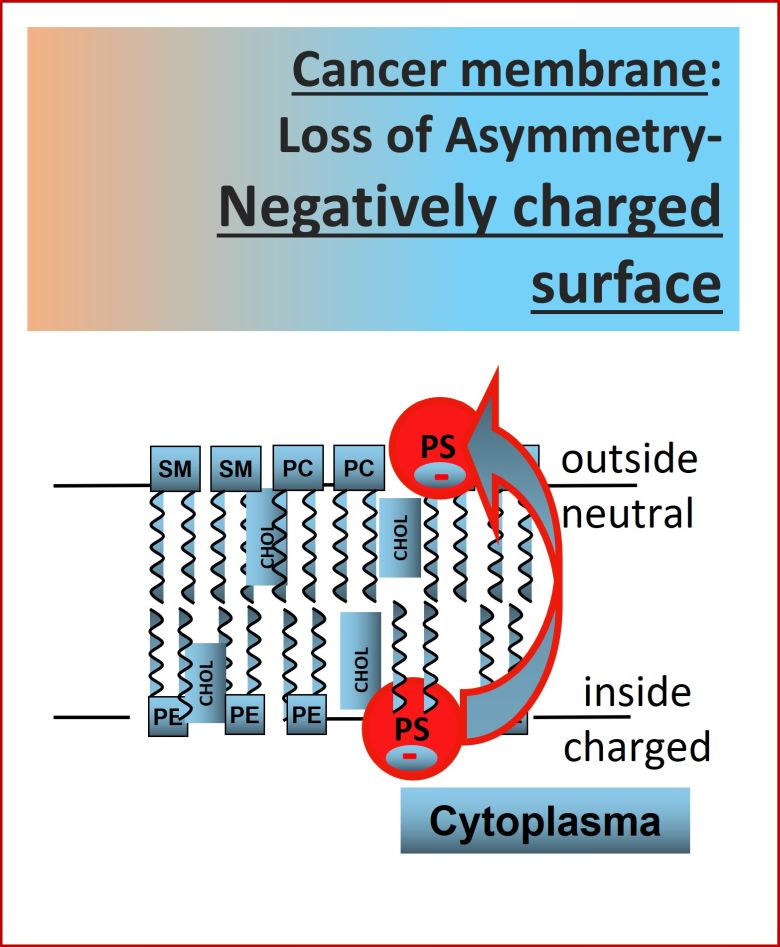 PS-Exponierung maligner Zellen – eine Achillesferse der Krebszellen? ©S. Riedl, D. Zweytick