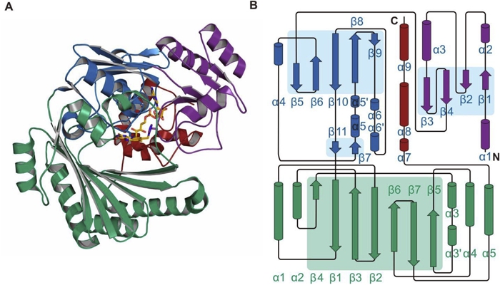 Overview of structural properties of the BBE-like family ©Archives of Biochemistry and Biophysics