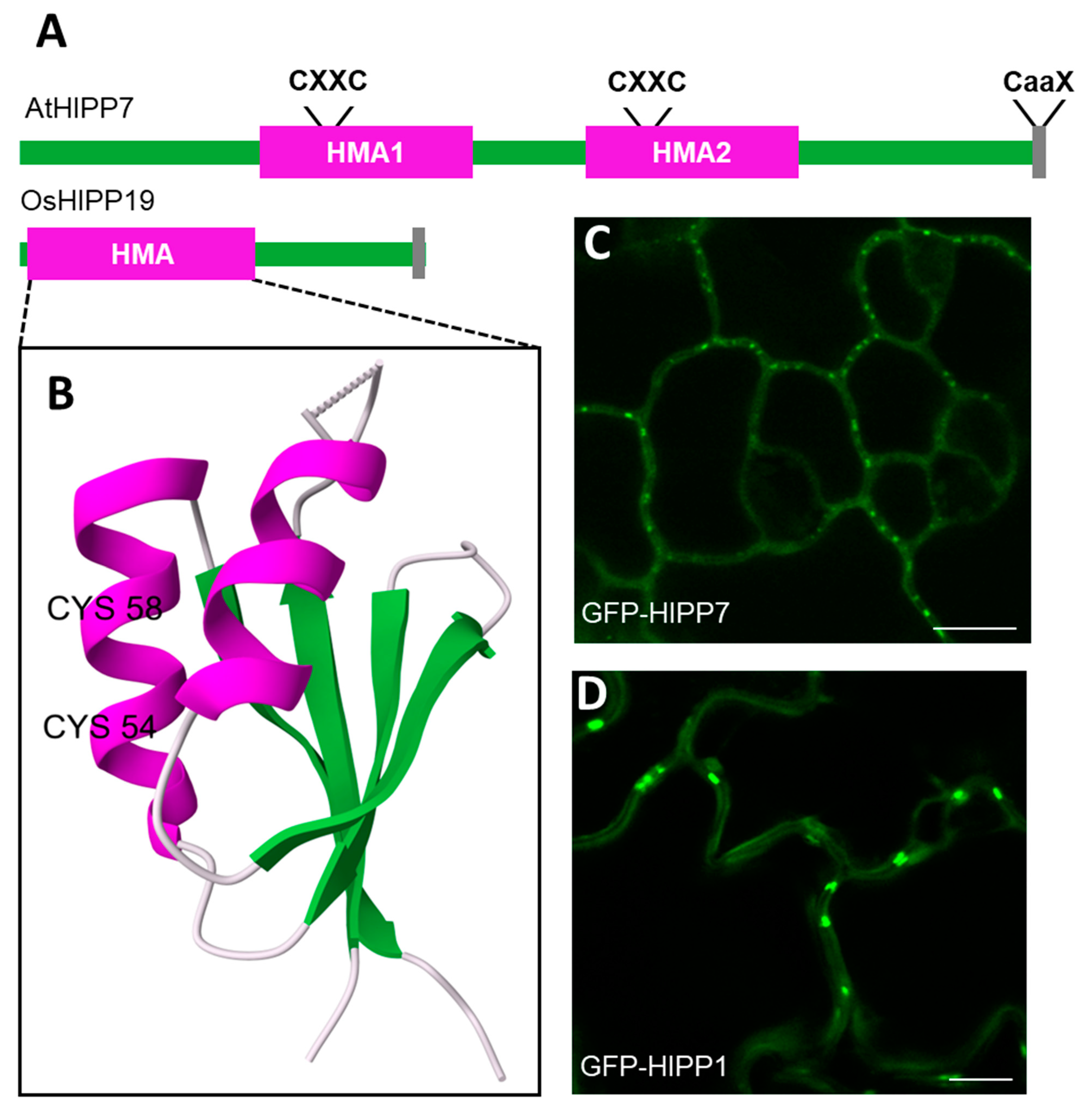 from Barr et al., 2024 ©Copyright 2021, Cell Press (Elsevier)