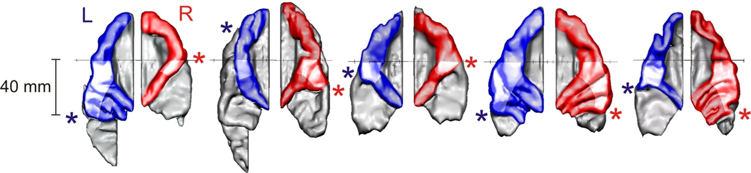 Abb. 1 ©Schneider, P., Benner, J., Zeidler, B., Christiner, M., Seither-Preisler, A., & Engelmann, D. (2018).