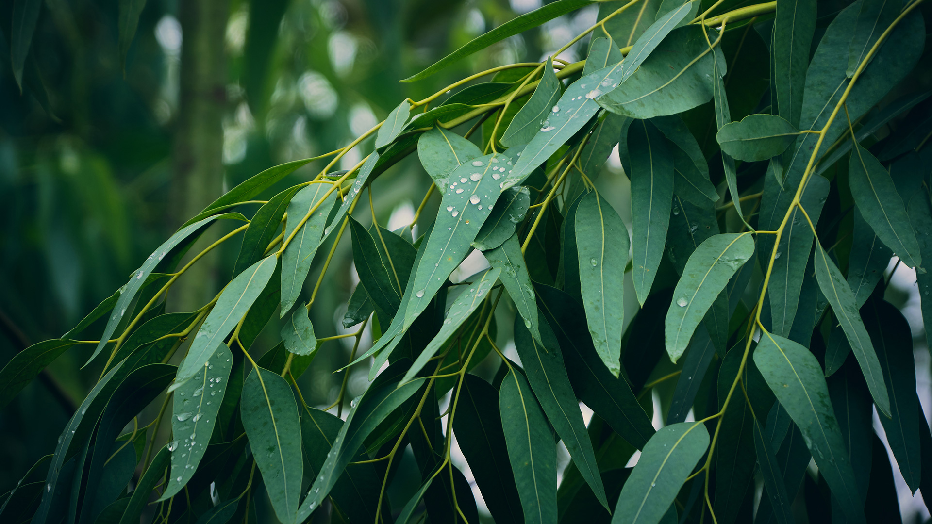 Eukalyptus 
