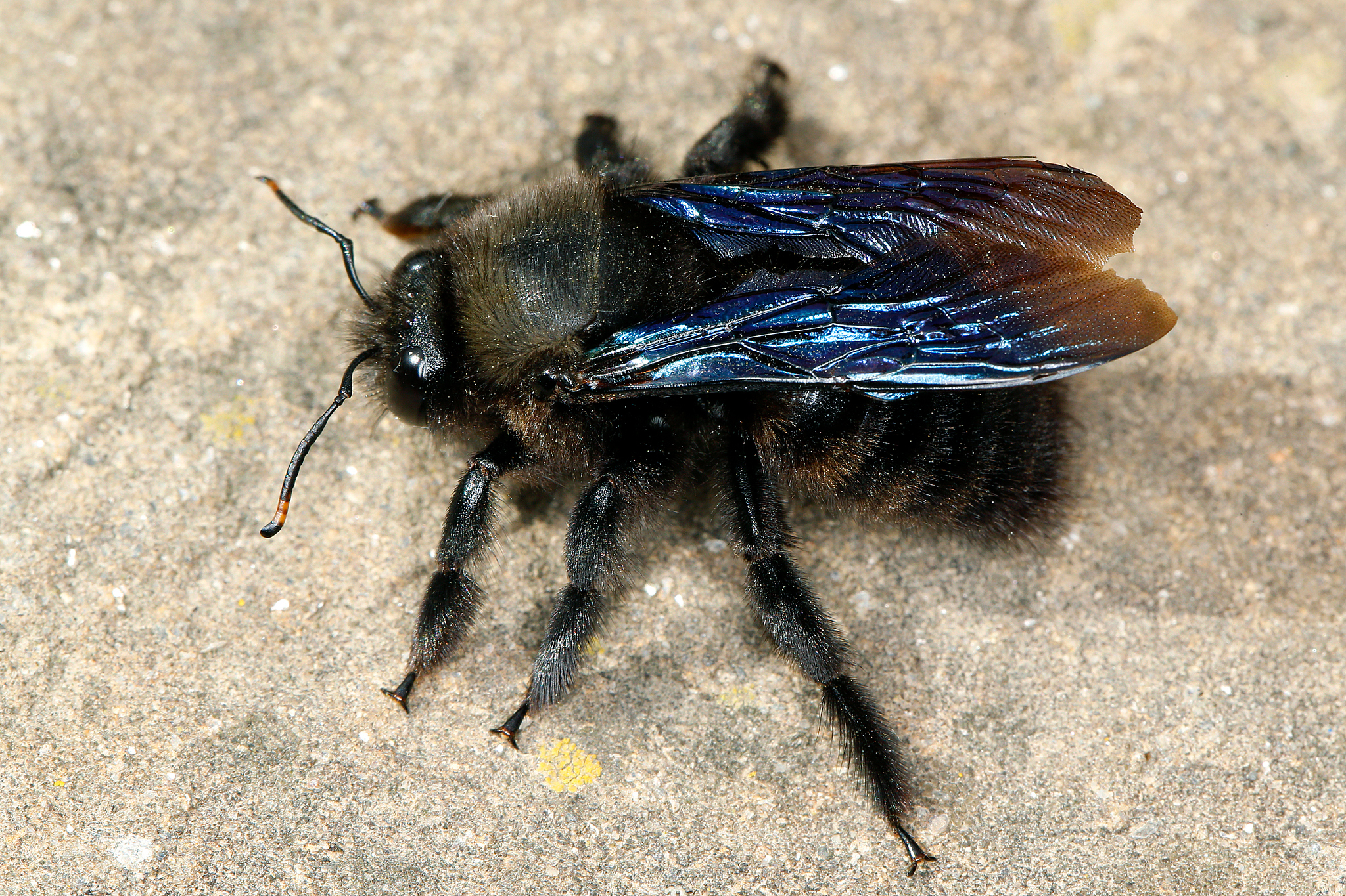 Große Holzbiene
