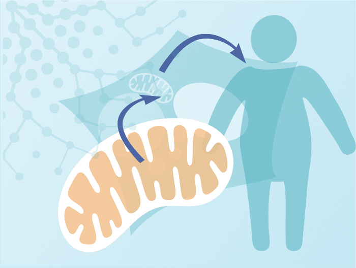 MetAGE_Research_Topic_Mitochondria 