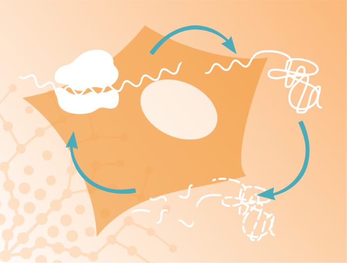 MetAGE-Research-topics-proteostasis ©Ariane Pessentheiner