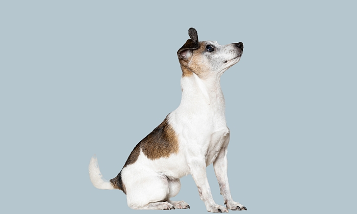 Bild zeigt Ruby, den Institutshund, Hundebesitzer ist Dr. Hirt