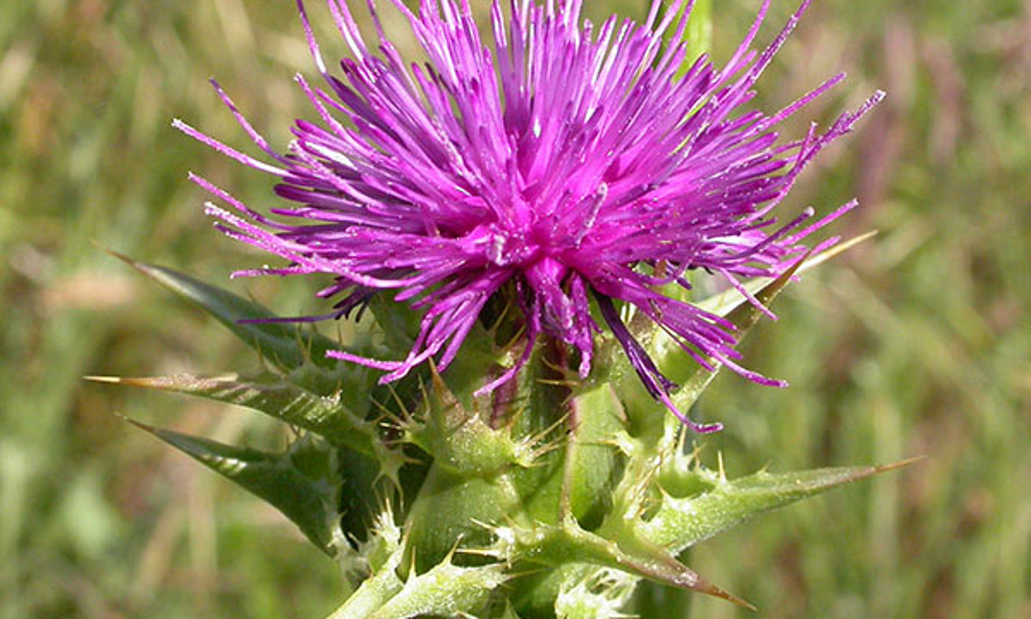 Neu entdeckt: Der Stoff Isosilybin A aus der Mariendistel (Silybum marianum) wirkt unter anderem entzündungshemmend. Foto: Curtis Clark/Wikimedia Commons