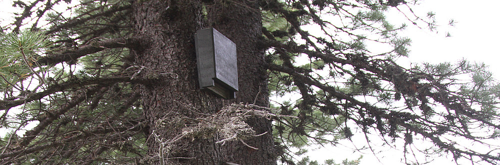 Fledermausschlitzkasten am Baum ©Elisabeth Huber