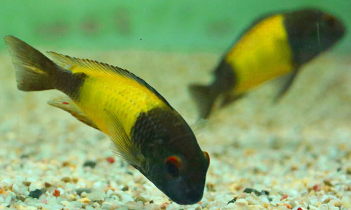 Welches Gen die knallige Farbe von Vögeln und Fischen - wie den Buntbarschen - beeinflusst, haben BiologInnen der Universität Graz herausgefunden. Foto: Uni Graz/Sefc