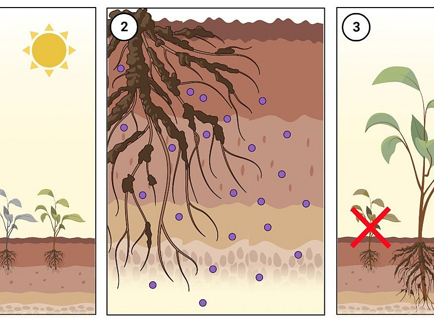 The mode of action of allelopathy 