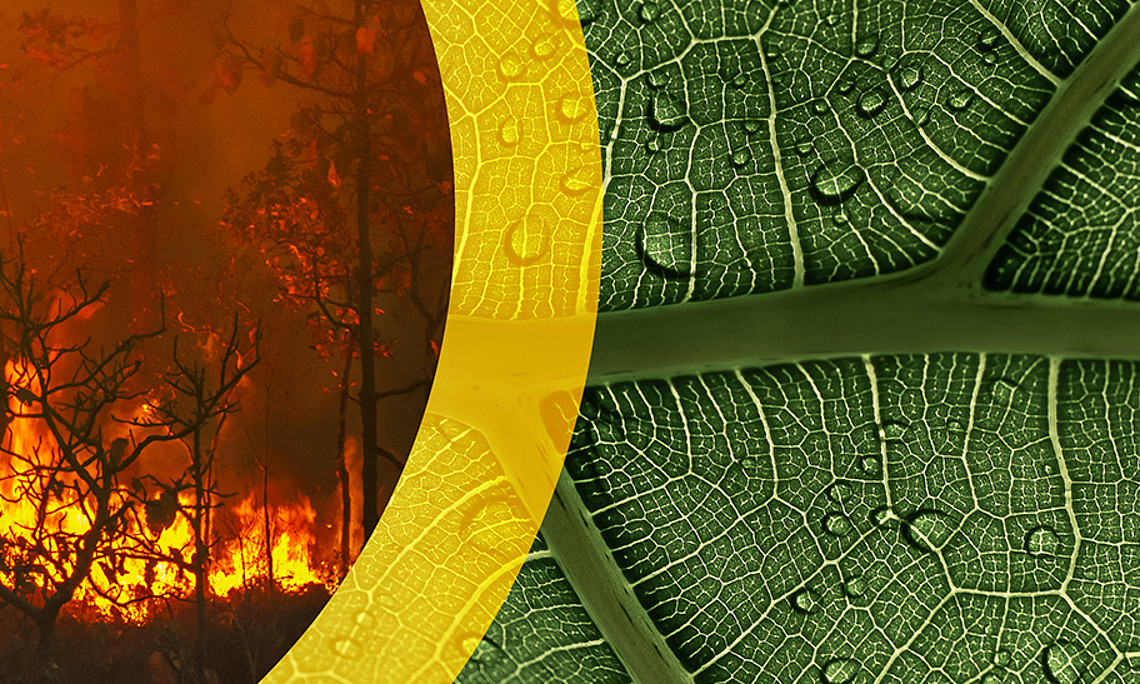 Waldbrand und Blatt