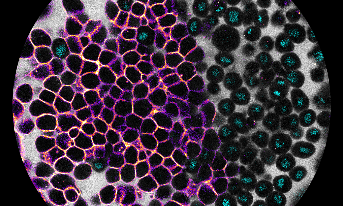 Zebra Fisch Embryo