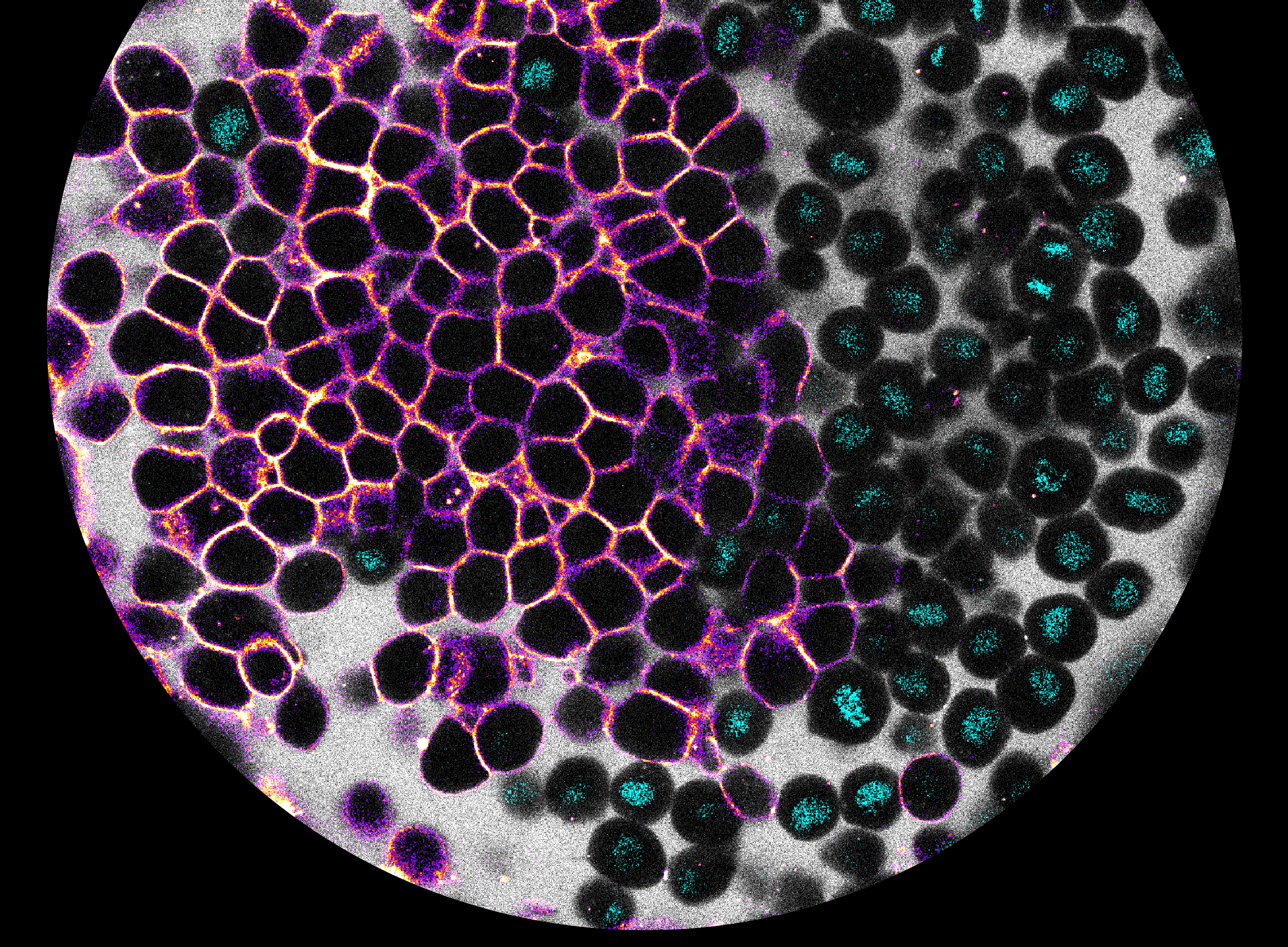 Zebra Fisch Embryo 