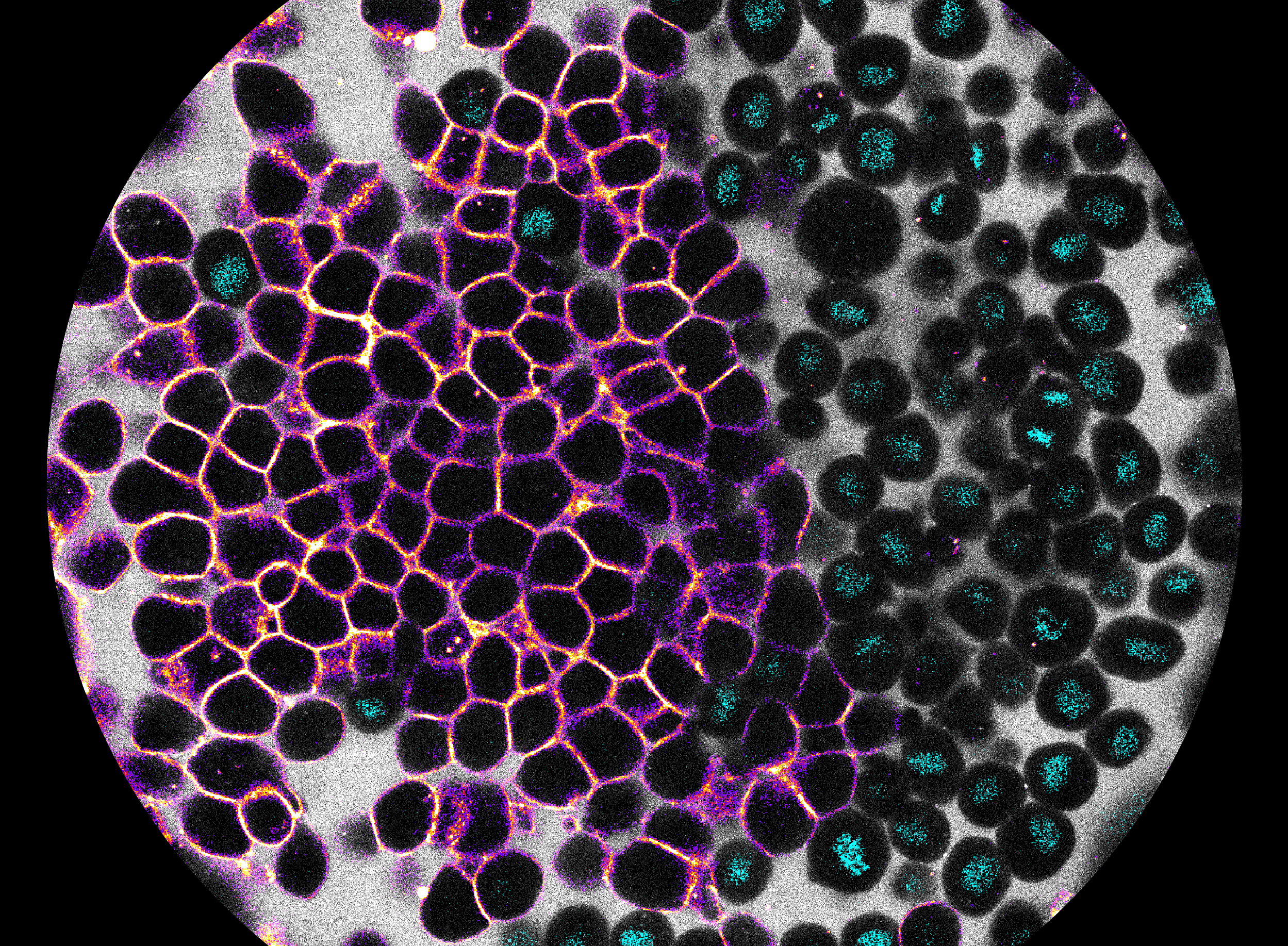 Zebra Fisch Embryo 