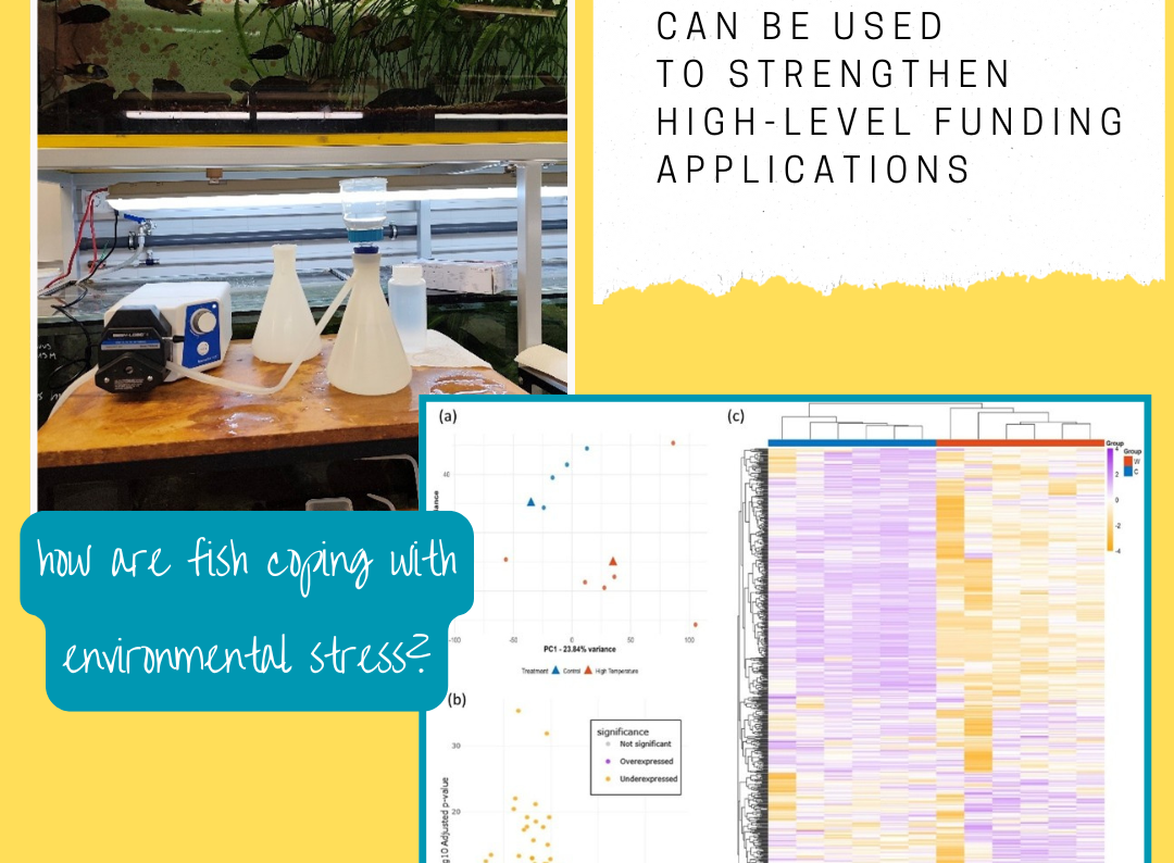 Collage aus Material von Tamara Schenekars Forschung 