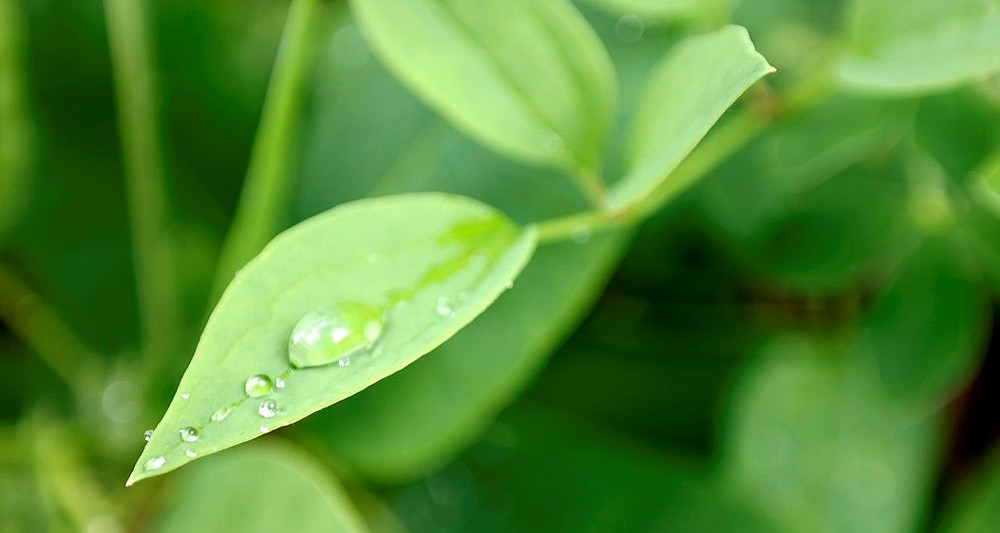 Wassertropfen auf grünem Blatt, Sujetbild für Doktoratskolleg Klimawandel ©UniGraz/AMarbler