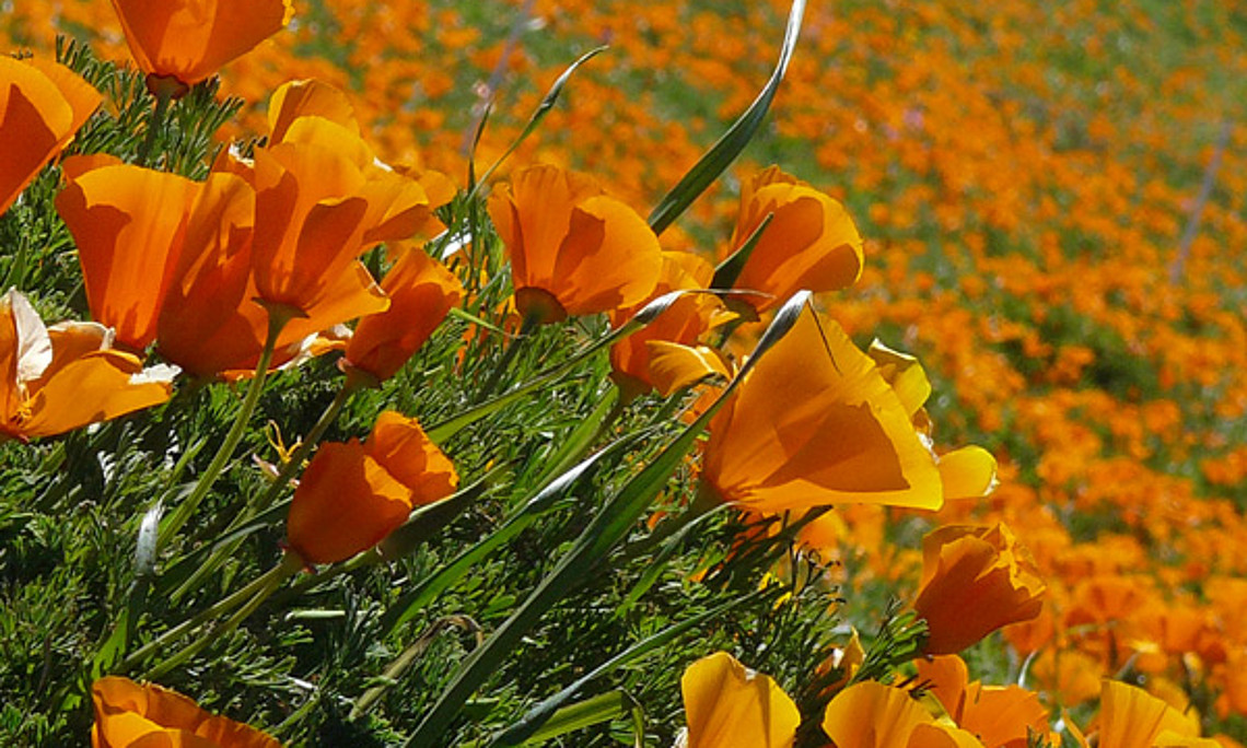 Der Kalifornische Goldmohn liefert ein wichtiges Enzym für die Herstellung von beruhigenden und schmerzstillenden Produkten. Foto: Wikimedia Commons