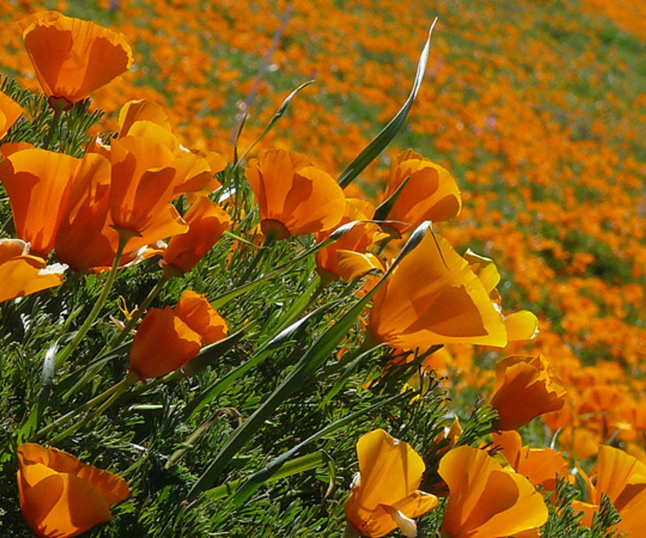 Der Kalifornische Goldmohn liefert ein wichtiges Enzym für die Herstellung von beruhigenden und schmerzstillenden Produkten. Foto: Wikimedia Commons