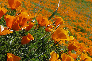 Der Kalifornische Goldmohn liefert ein wichtiges Enzym für die Herstellung von beruhigenden und schmerzstillenden Produkten. Foto: Wikimedia Commons