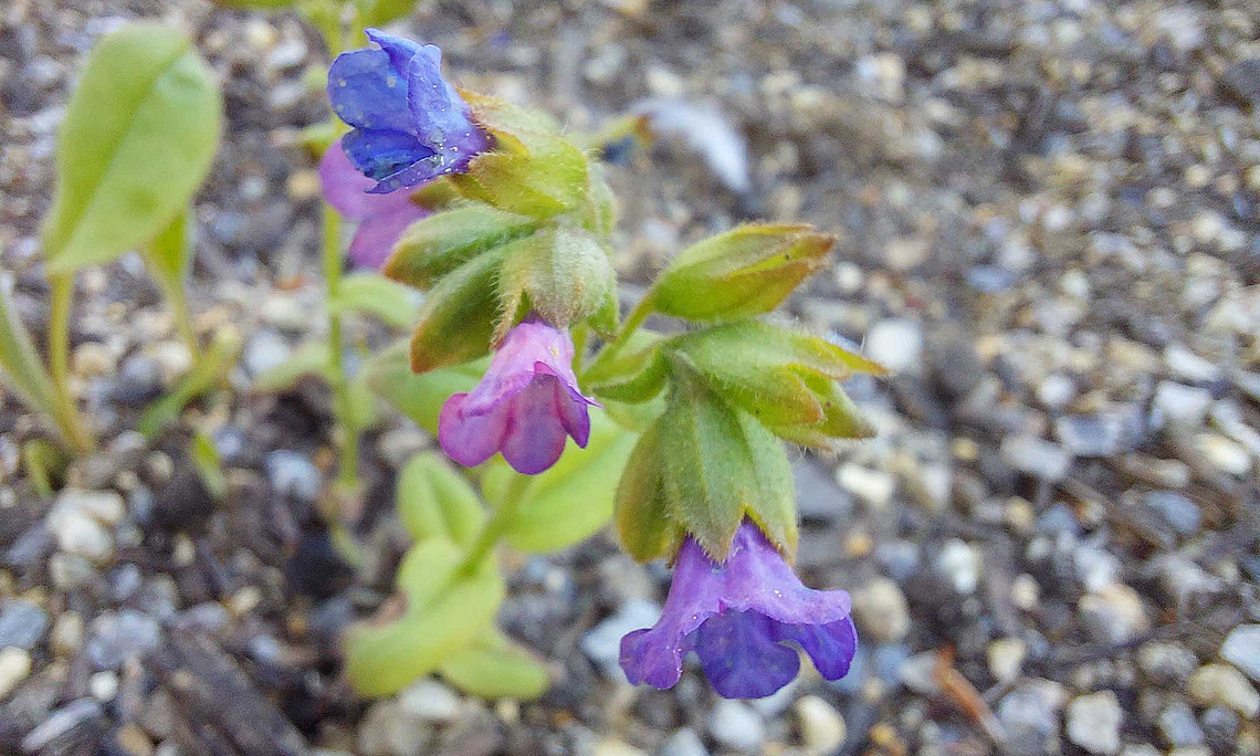 Geflecktes Lungenkraut mit Blüten