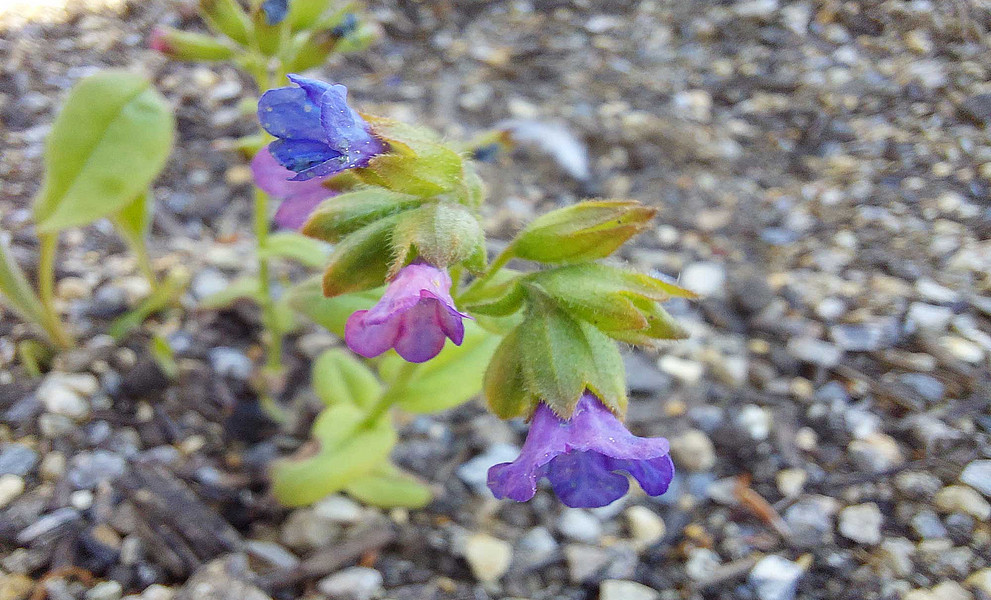 Geflecktes Lungenkraut mit Blüten