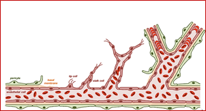 Angkiogenesis 