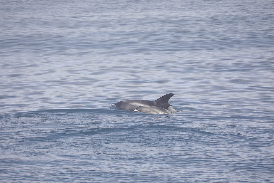 Delphin ©Global Diary | Annika Gruber