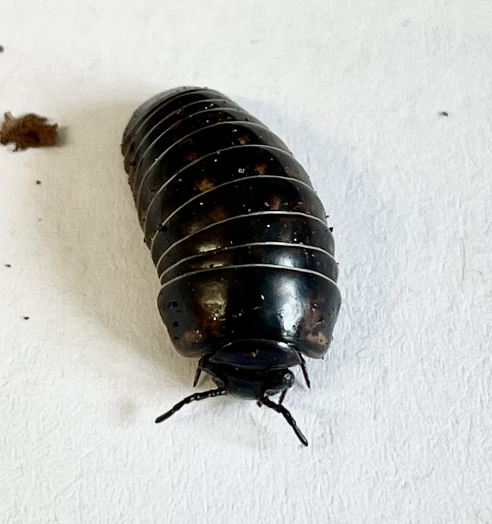 Glomeris Individuum ©unigraz/michaela_bodner