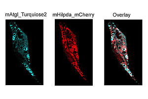 Die Proteine ATGL (türkis) und HILPDA (rot), markiert in einer Zelle: ForscherInnen der Uni Graz haben ihre Wechselwirkung entschlüsselt. Grafik: JLR