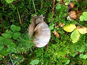 Eine Schnecke am Waldboden symbolisiert die Laufzeit des Projekts EQui-T ©Katharina Maitz