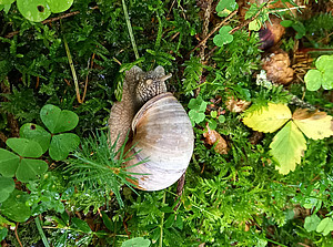 The picture shows a snail on the forest floor. ©Katharina Maitz