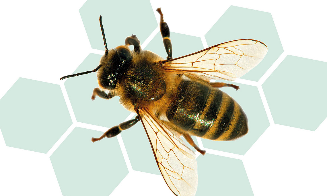 freigestellte Honigbiene auf einer gezeichneten Wabe