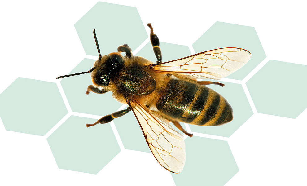 freigestellte Honigbiene auf einer gezeichneten Wabe