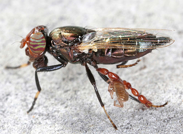 Pseudoskorpion aus der Familie Chernetida auf einer Schmuckfliege 