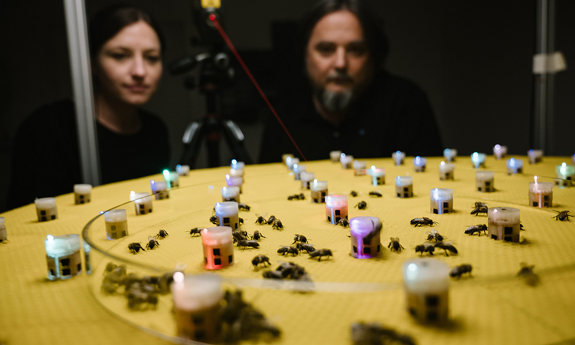 COLIBRI steht für “Complexity of Life in Basic Research and Innovation”: ZoologInnen an der Uni Graz erforschen komplexe Systeme. Foto: Uni Graz/Kernasenko
