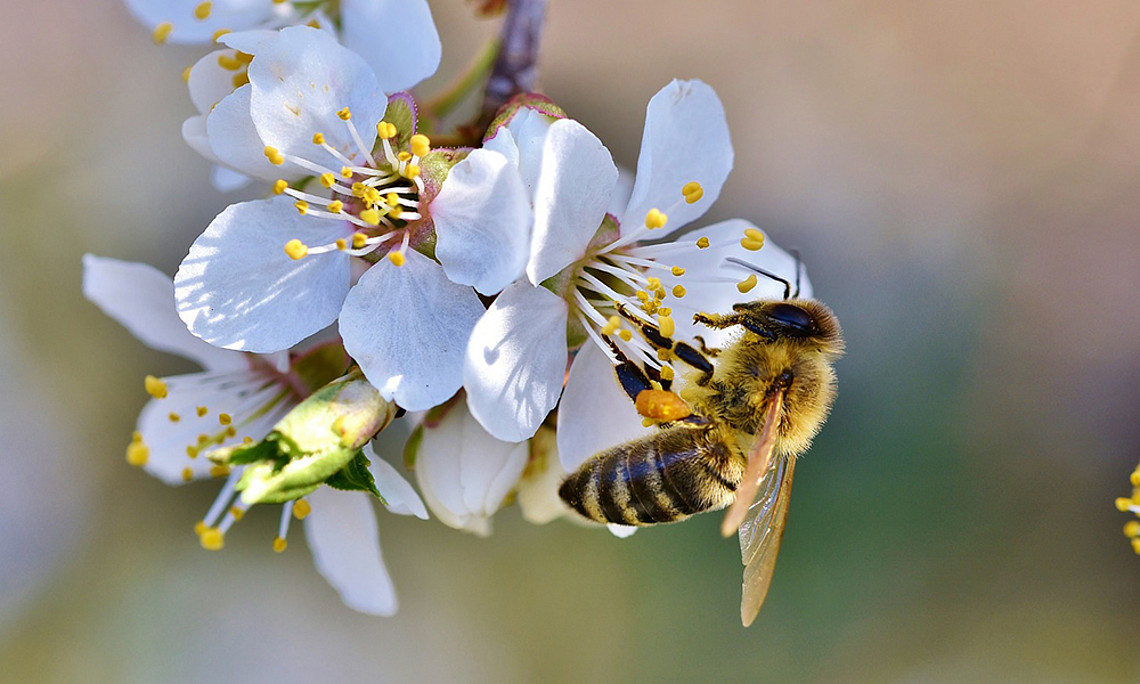 Biene auf Obstbaumblüte Foto: Capri23auto - Pixabay