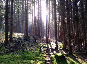 Waldweg symbolisiert das Verständnis von Inklusion. ©Katharina Maitz