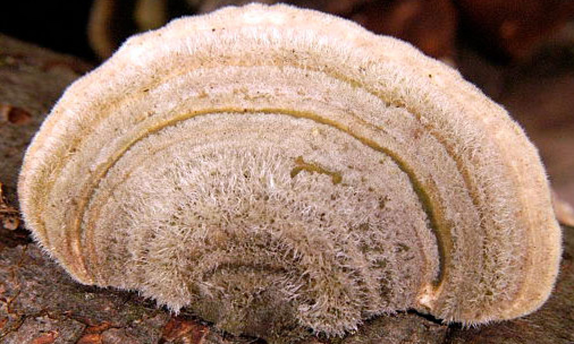 Der Pilz Trametes hirsuta liefert einen Hilfsstoff, der chemische Reaktionen beschleunigt und erleichtert.