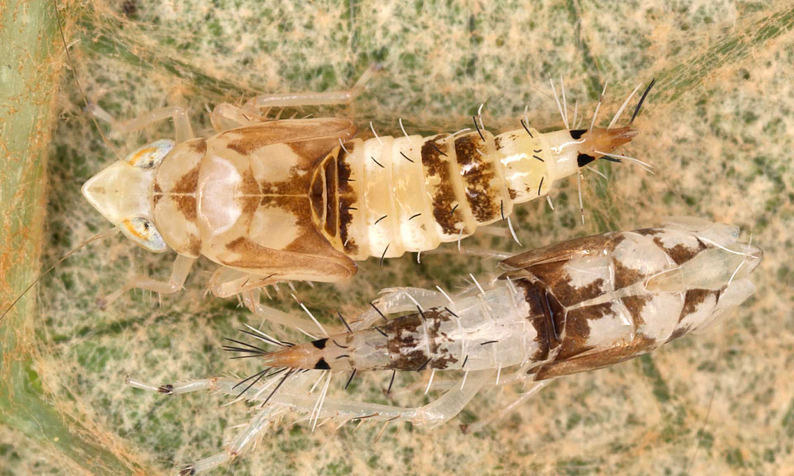 Two American grapevine leafhoppers on the underside of a vine leaf