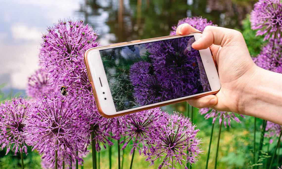 Mit Smartphone und der App iNaturalist kann jede und jeder die Natur erforschen. Foto: pixabay