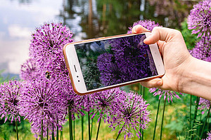 Mit Smartphone und der App iNaturalist kann jede und jeder die Natur erforschen. Foto: pixabay